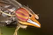 Lauxaniid Fly (Cephaloconus tenebrosus) (Cephaloconus tenebrosus)